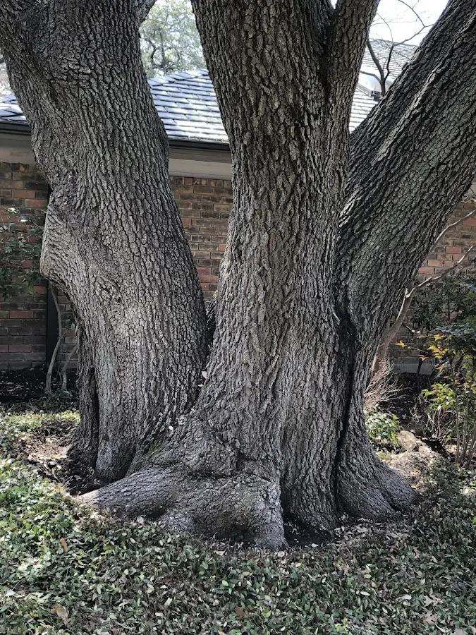 Mature heritage tree close to a Glendale property cared for by certified arborists